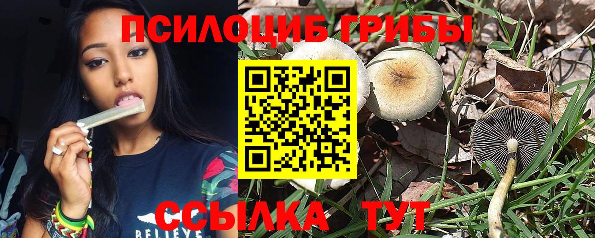 Псилоцибиновые грибы Psilocybe  Вход с VPN  Кулебаки 